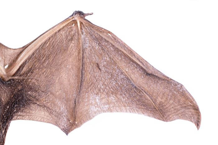 mammal bat wings